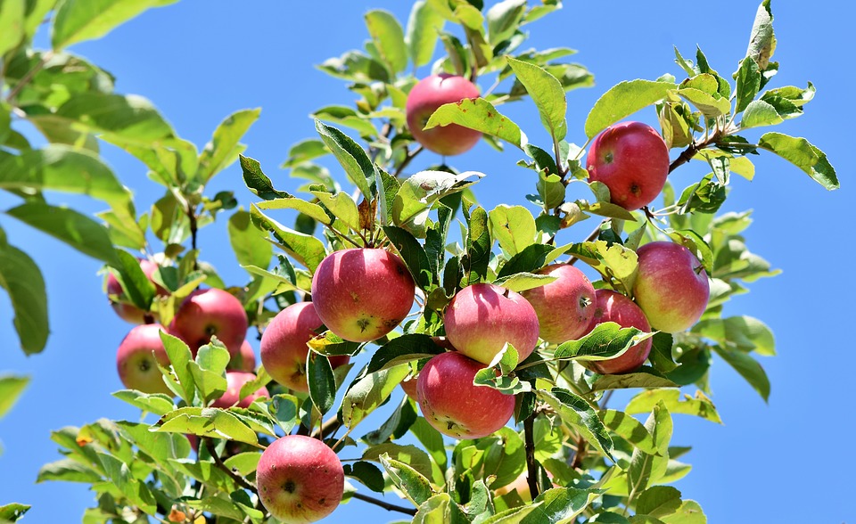 TAILLE ARBRES FRUITIERS